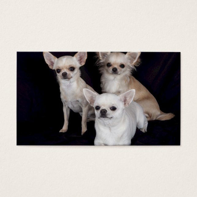 3 chihuahuas (Front)