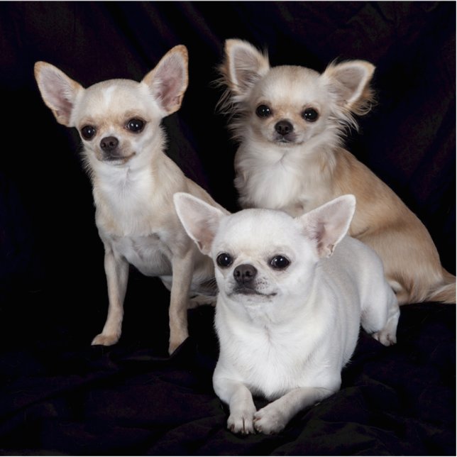 3 chihuahuas cutout (Front)