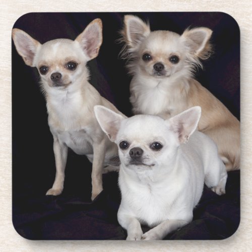 3 chihuahuas drink coaster