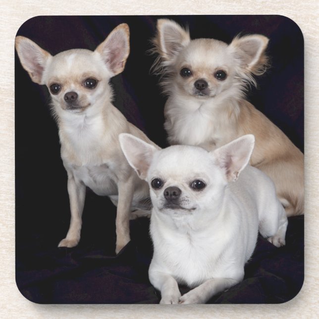 3 chihuahuas drink coaster (Front)
