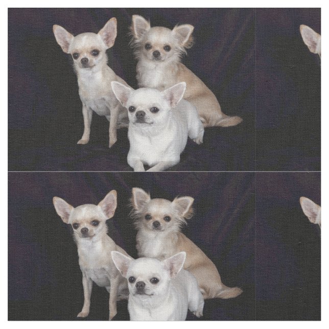 3 chihuahuas fabric (Close Up)