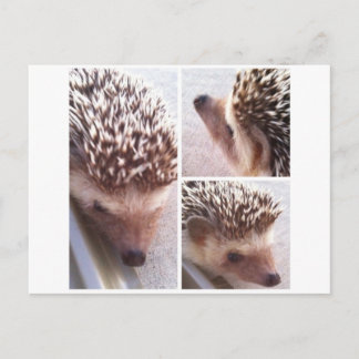 3 Close-ups, Spike Postcard