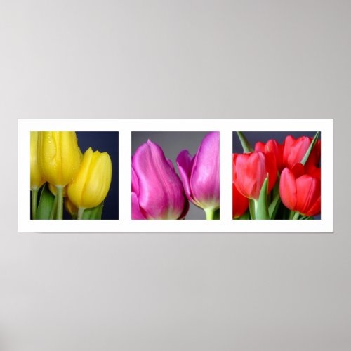 3 Colors Tulips Poster