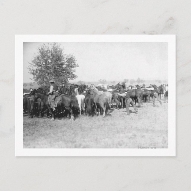 3 Cowboys Roping Horses PhotographSouth Dakota Postcard (Front)