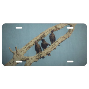 3 Crows License Plate