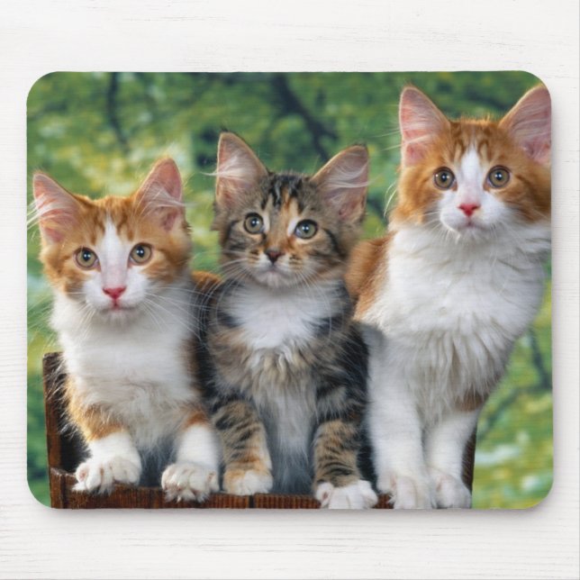 3-cute-kittens-with-nature-backgrounds_jpg mouse pad (Front)