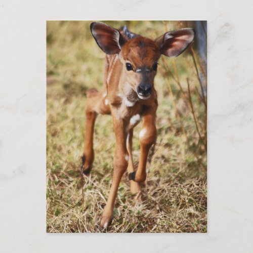 3 day old baby Nyala deer Postcard