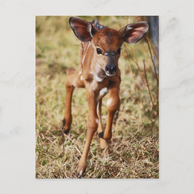 3 day old baby Nyala deer Postcard (Front)