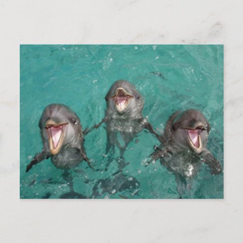 3 Dolphins smiling in the ocean Postcard