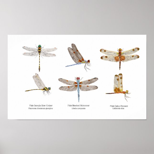 3 Dragonflies Art Poster (Front)