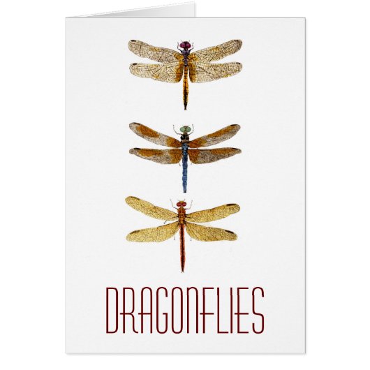 3 Dragonflies Cards (Front)
