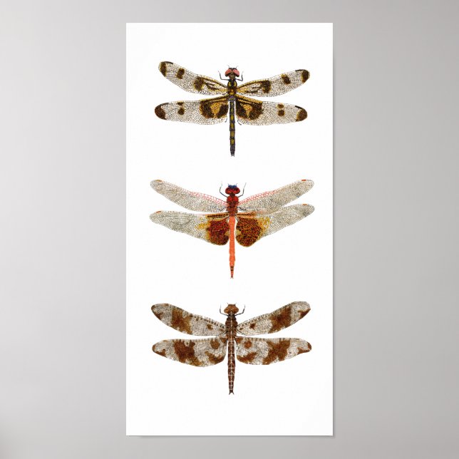 3 Dragonflies on Canvas Poster (Front)