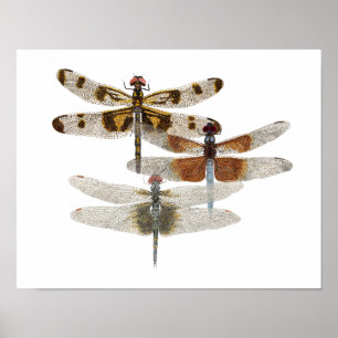 3 Dragonfly Art Poster