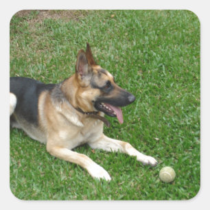 3 german-shepherd-laying.png square sticker