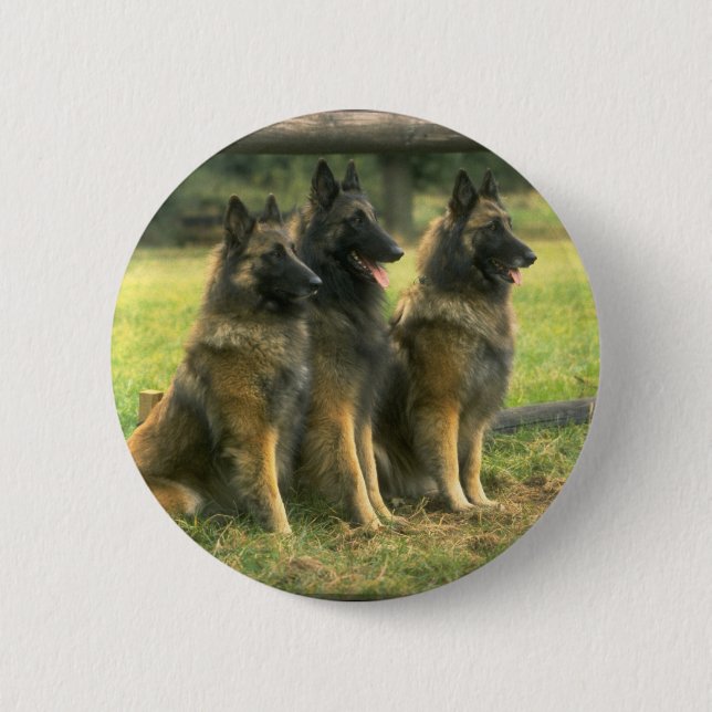 3-German Shepherds Button (Front)