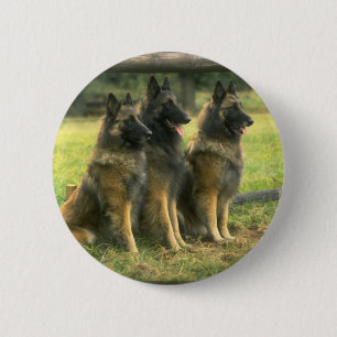 3-German Shepherds Button