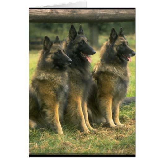 3-German Shepherds Cards (Front)