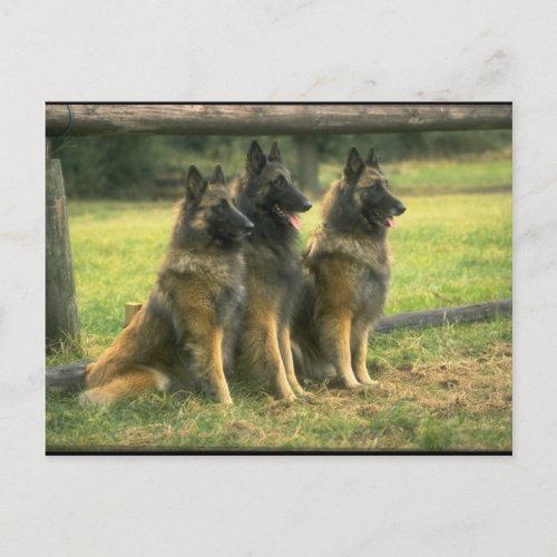 3_German Shepherds Postcard