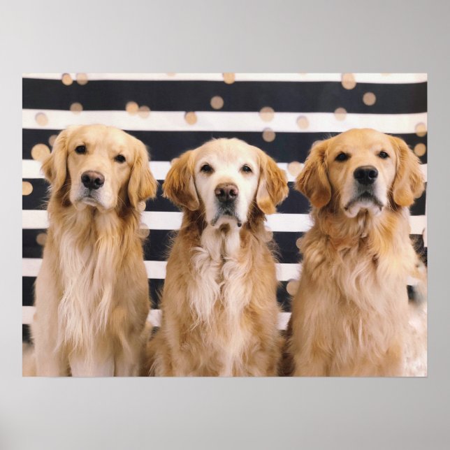 3 Golden Retrievers Poster (Front)
