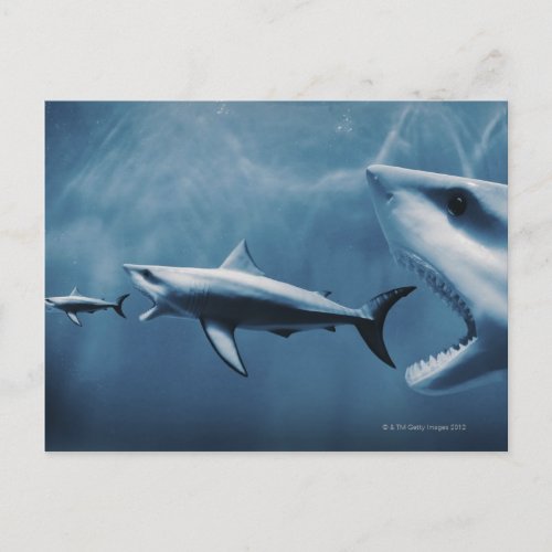 3 Great white sharks Carcharodon carcharias Postcard