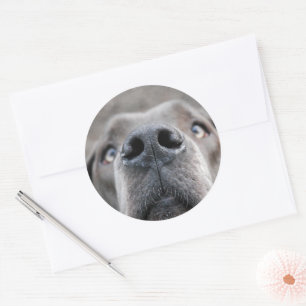 3 inch Dog Nose Sticker