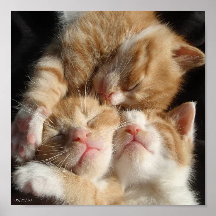 3 Kittens Print | Zazzle