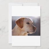 3 Labrador_Retriever (Front)