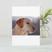 3 Labrador_Retriever (Standing Front)