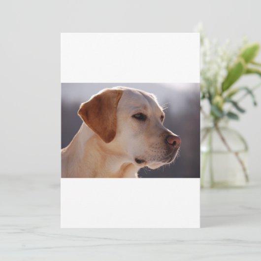 3 Labrador_Retriever (Standing Front)