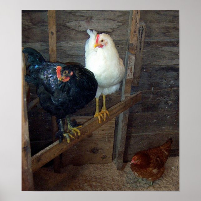 3 Little Hens Poster (Front)