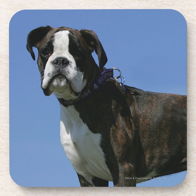 3 Month Old Boxer Puppy Beverage Coaster (Front)