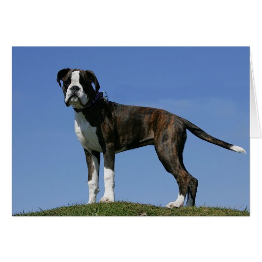 3 Month Old Boxer Puppy Cards (Front Horizontal)