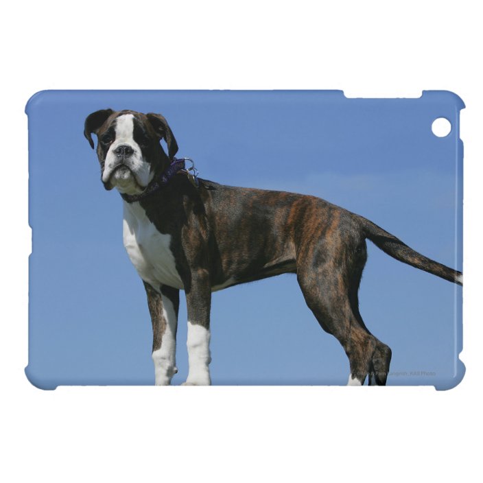 boxer puppy 3 months