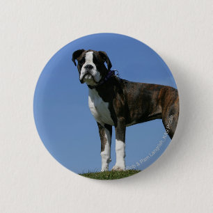 3 Month Old Boxer Puppy Pinback Button