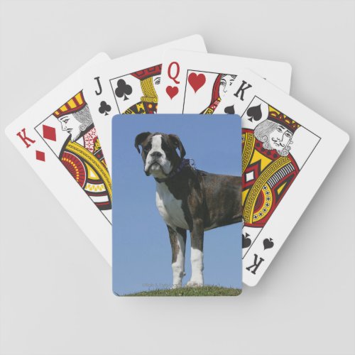 3 Month Old Boxer Puppy Poker Cards