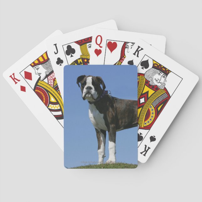 3 Month Old Boxer Puppy Poker Cards (Back)