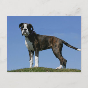 3 Month Old Boxer Puppy Postcard