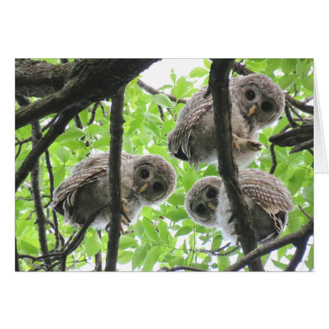 3 owlets blank note card (Front Horizontal)