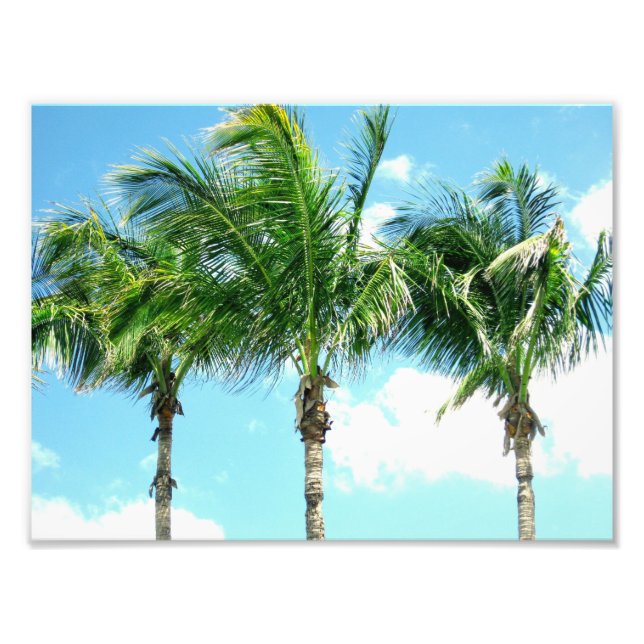 3 Palm Trees Photo Print (Front)