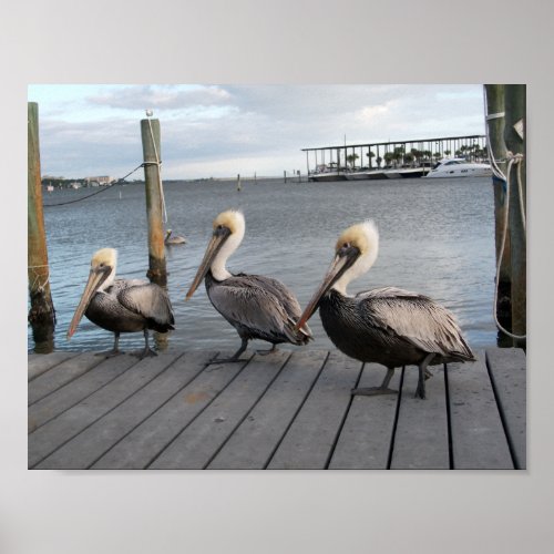 3 Pelicans in a row Poster