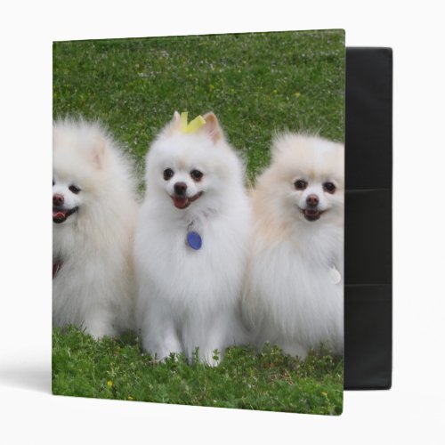 3 Pomeranians Sitting 3 Ring Binder