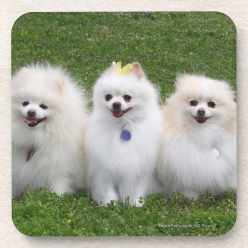 3 Pomeranians Sitting Beverage Coaster