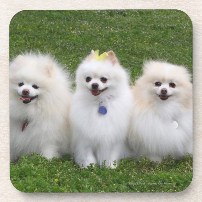 3 Pomeranians Sitting Beverage Coaster (Front)