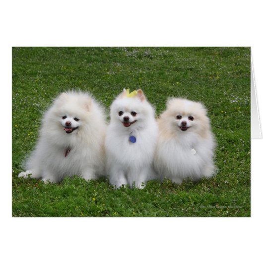 3 Pomeranians Sitting Cards (Front Horizontal)