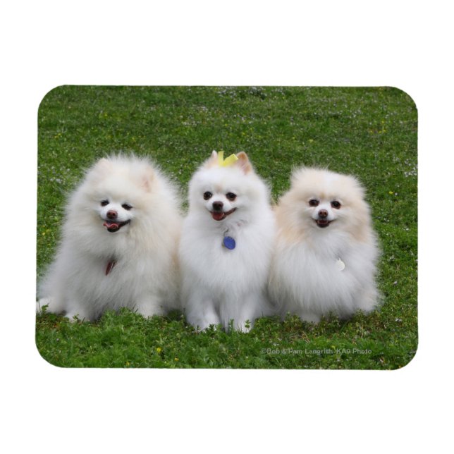 3 Pomeranians Sitting Magnet (Horizontal)