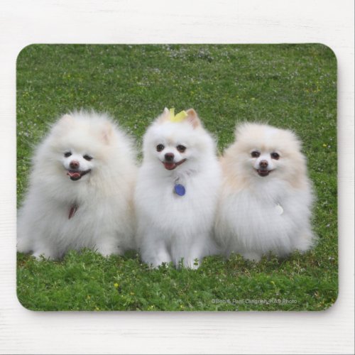 3 Pomeranians Sitting Mouse Pad