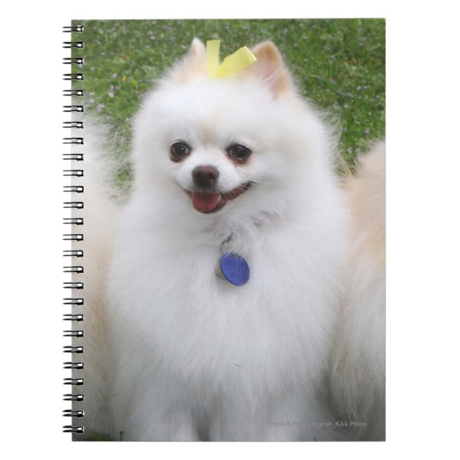 3 Pomeranians Sitting Notebook (Front)