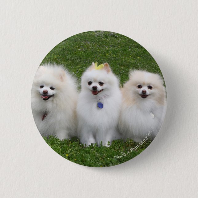 3 Pomeranians Sitting Pinback Button (Front)