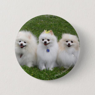 3 Pomeranians Sitting Pinback Button