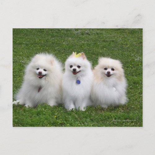 3 Pomeranians Sitting Postcard